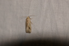 Micrathetis tecnion
