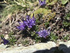 Phyteuma globulariifolium