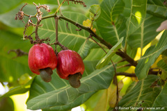 Anacardium occidentale