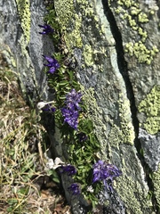 Phyteuma globulariifolium
