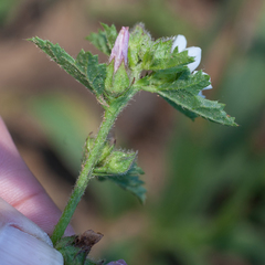 Anisodontea biflora
