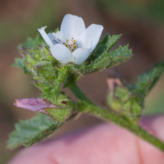 Anisodontea biflora