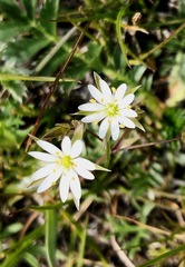 Stellaria brachypetala