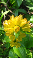 Gentiana