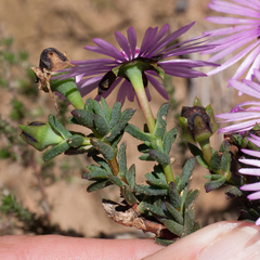 Lampranthus leptaleon