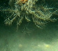 Pareques acuminatus