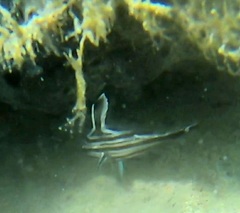 Pareques acuminatus