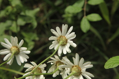 Tanacetum corymbosum
