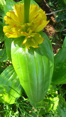 Gentiana