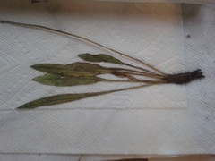 Plantago eriopoda