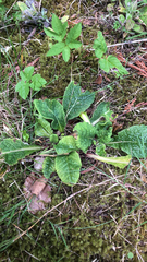 Primula elatior