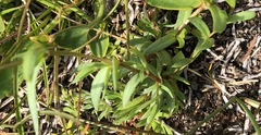 Stellaria brachypetala