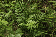 Tanacetum corymbosum