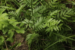 Tanacetum corymbosum
