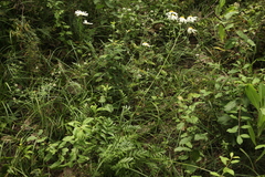 Tanacetum corymbosum