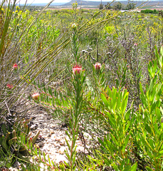 Leucospermum saxatile