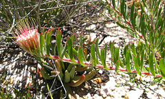 Leucospermum saxatile
