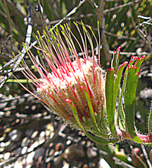 Leucospermum saxatile