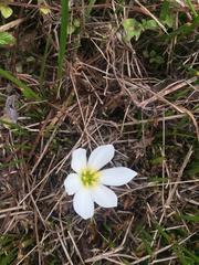 Zephyranthes candida