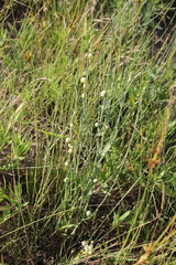 Antistrophus pisum