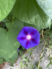 Ipomoea purpurea