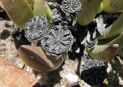 Machairophyllum albidum