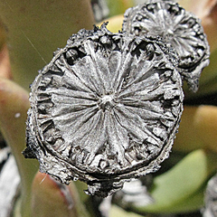 Machairophyllum albidum