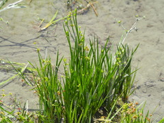 Juncus prismatocarpus leschenaultii
