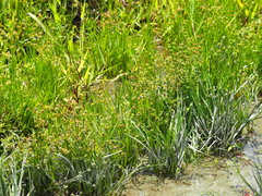 Juncus prismatocarpus leschenaultii