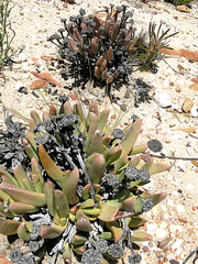 Machairophyllum albidum