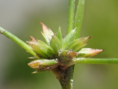 Juncus prismatocarpus leschenaultii