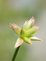 Juncus prismatocarpus leschenaultii