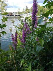 Lythrum salicaria
