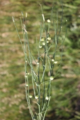 Antistrophus pisum