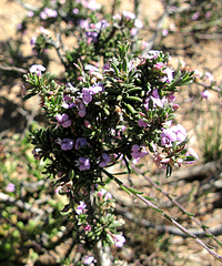 Muraltia dispersa