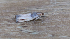 Dasypyga alternosquamella