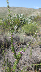 Muraltia dispersa