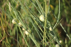 Antistrophus pisum