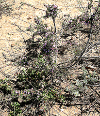 Muraltia dispersa