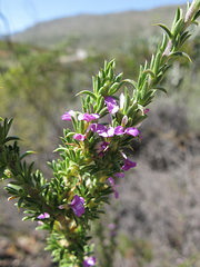 Muraltia dispersa