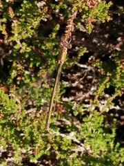 Lestes virens