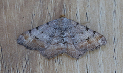 Macaria adonis