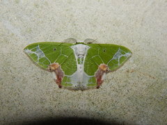 Protuliocnemis partita