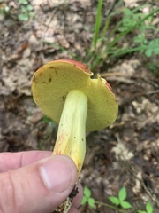 Boletus roodyi