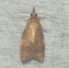 Cenopis diluticostana
