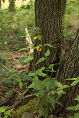 Melampyrum nemorosum