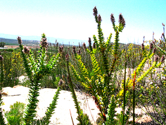 Paranomus spathulatus