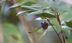 Arhopala major major
