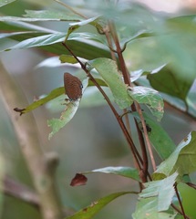 Arhopala major major