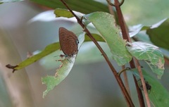 Arhopala major major